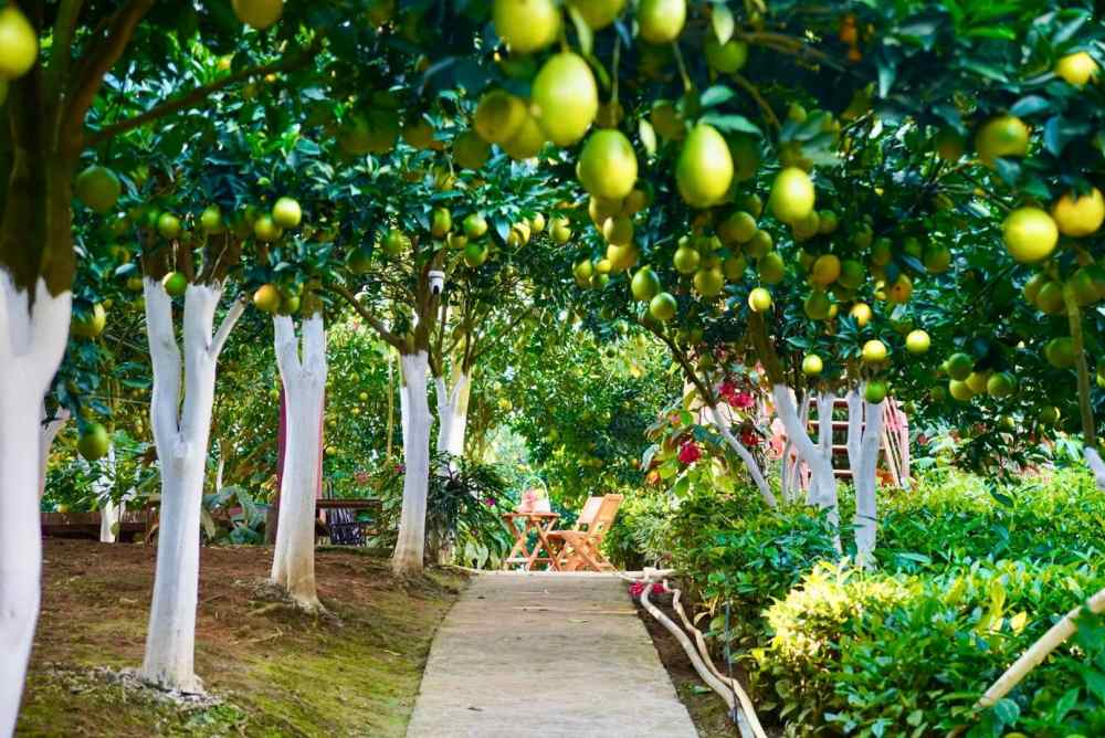 Nhan thay tiem nang lon cua du lich trai nghiem, tu nam 2022, nguoi dan Moc Chau da chu dong mo cua vuon don khach voi muc phi tham quan 40.000 dong/nguoi lon, 10.000 dong/tre em. Du khach co the thoai mai di dao, chup hinh “song ao” va tham quan quy trinh cham soc cam. 