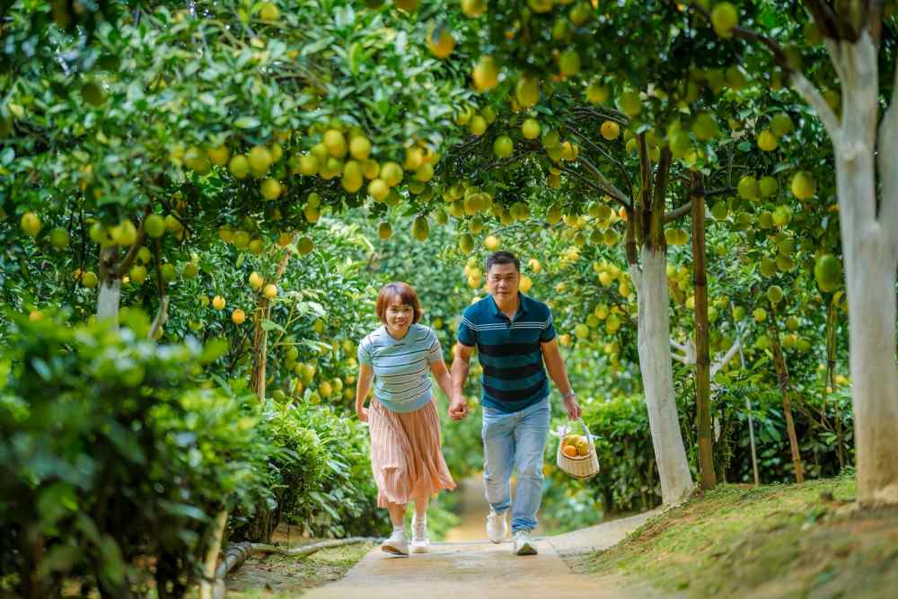 Ngoai cam tuoi, du khach con co the thuong thuc va mua ve cac san pham che bien phong phu tu cam Ron Moc Chau nhu nuoc ep, mut cam, hay ruou cam lam qua tang doc dao.