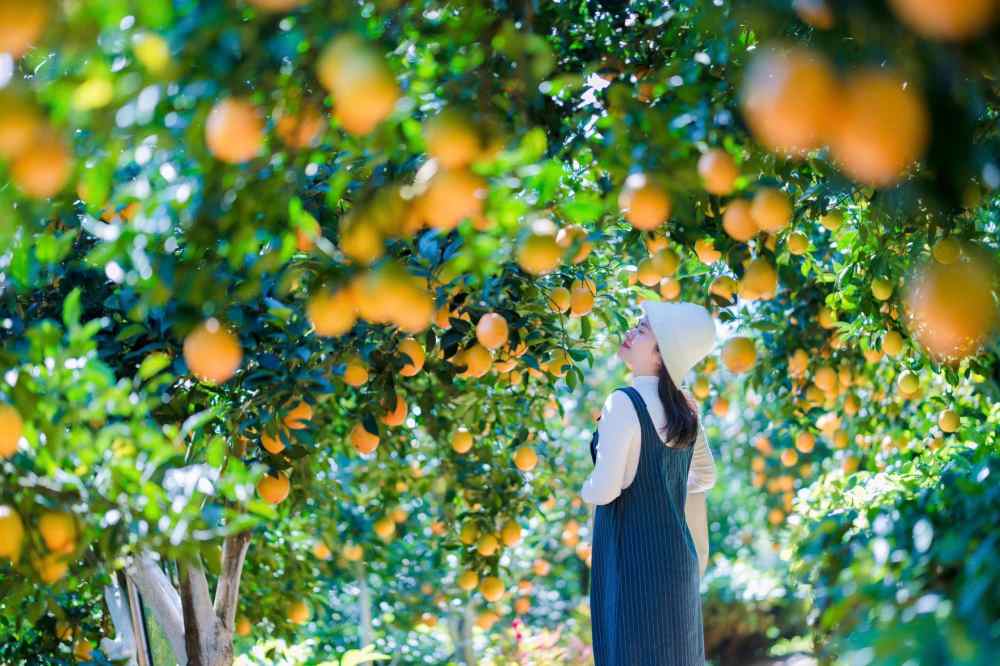 Khach tham quan nen dung thuoc chong con trung va di giay thap de thuan tien cho viec di chuyen trong vuon cam am uot, dam bao an toan va thoai mai nhat cho trai nghiem.