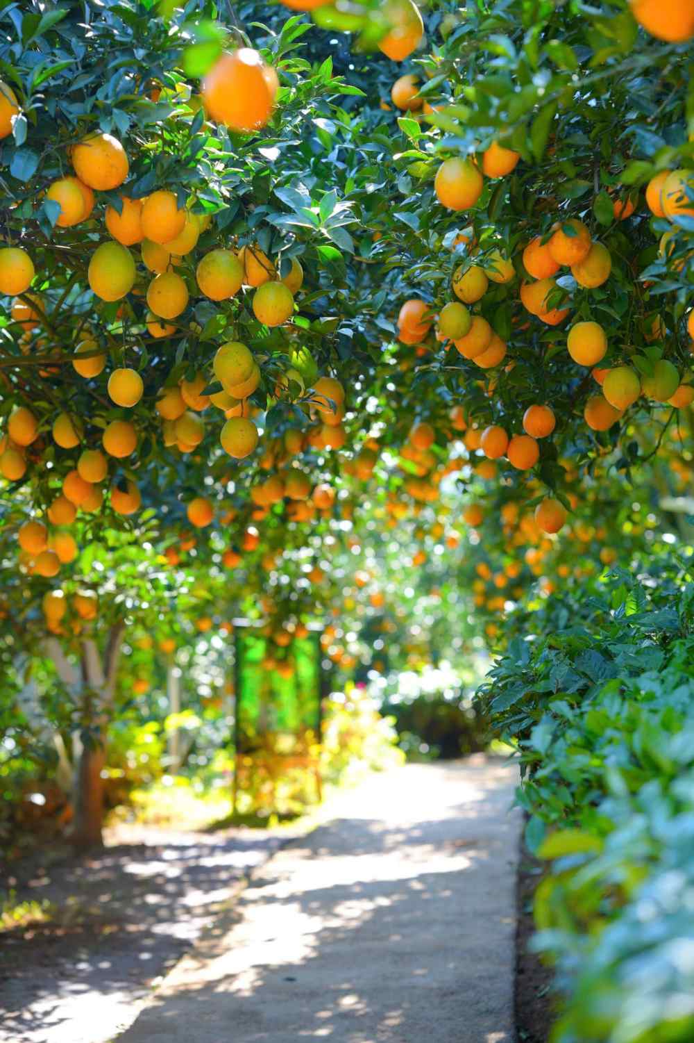 Moc Chau cach Ha Noi gan 200km, thoi gian di chuyen khoang 4 - 5 tieng. Du khach di xe may nen chon quoc lo 6 cu de tan huong canh dep doc duong. Neu di xe khach, ban nen chon cac tuyen di Son La tu ben xe My Dinh hoac Yen Nghia, sau do thue xe may tai Moc Chau de de dang di chuyen den cac diem du lich.