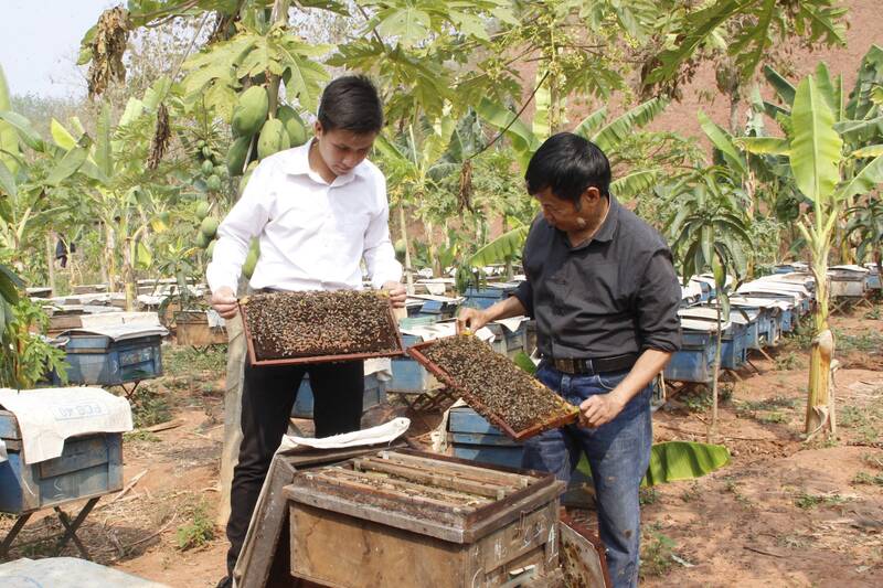 Nuoi ong lay mat theo dinh huong OCOP tai tieu khu Huoi He, xa Yen Chau. Anh: Truong Son