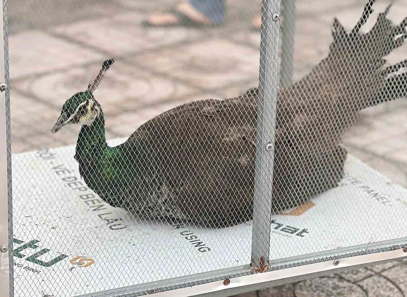 The rare recorded bird that Mr. Son handed over to the authorities for release into the wild. Photo: Hoang Anh.