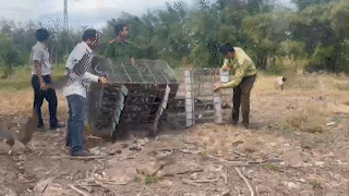 Las fuerzas funcionales de la provincia de Tay Ninh liberaron alrededor de 1.500 individuos de pajaros en capturados ilegalmente a la naturaleza.