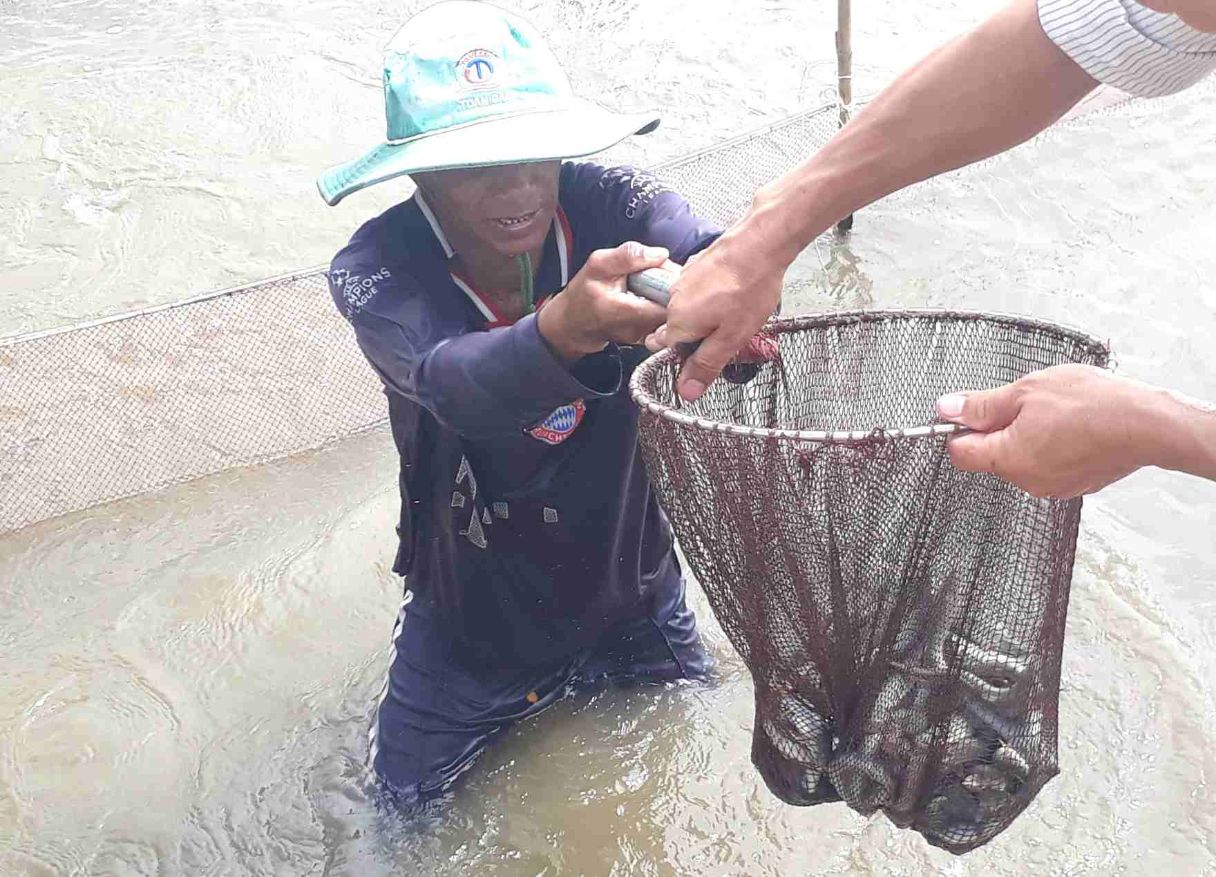 Gia ca keo tang cao, heu het nguoi nuoi tai Ca Mau deu co lai. Anh: Nhat Ho