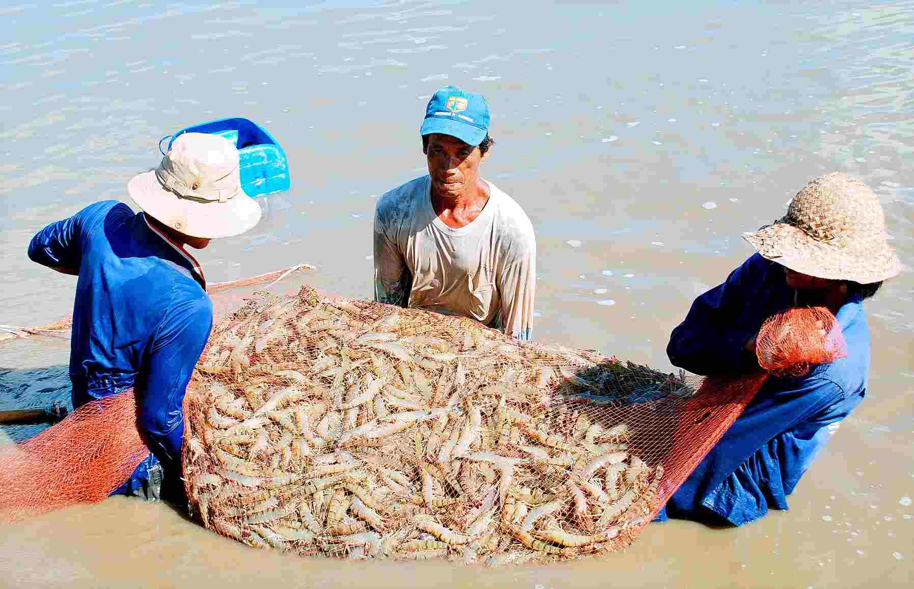 Harvesting shrimp for farming in Ca Mau. Photo: Nhat Ho