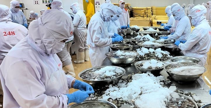 Tom Ca Mau dat kim ngach xuat khau hon 2,5 ti USD trong nam 2025. Anh: Nhat Ho