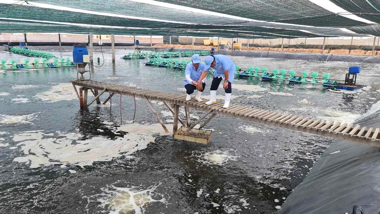 Cham soc tom nuoi tai Ca Mau. Anh: Nhat Ho