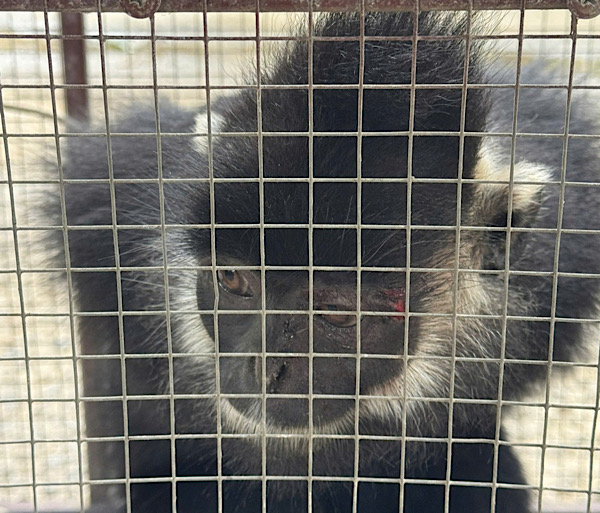 The black langur of Ha Tinh once attacked people. Photo: Nam Ba Don Commune Police