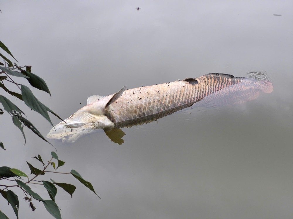 A strange fish floated to death on the lake in Da Nang. Photo: Thao Nguyen