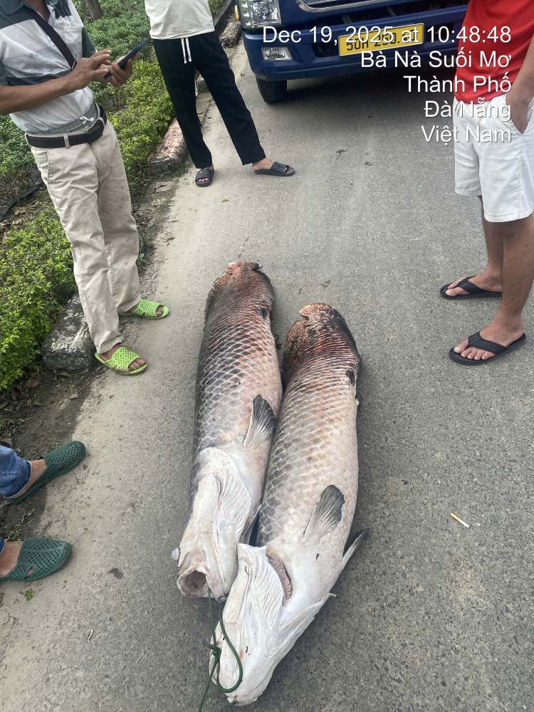 Hai ca the ca da duoc nguoi dan vot len. Anh: Thao Nguyen