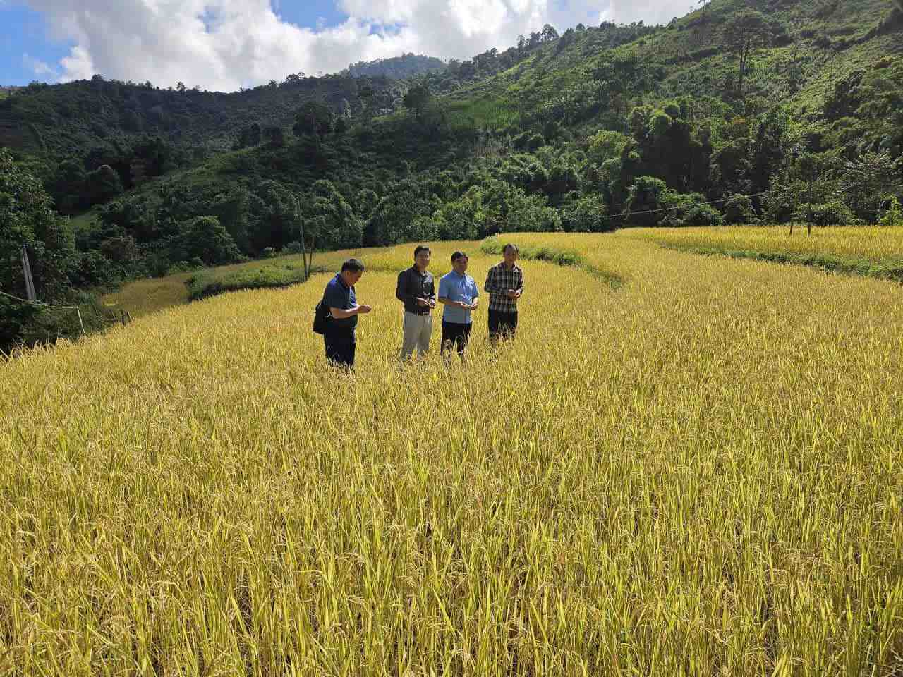 Ky Son bien vien mien (Nghe An) tai cao nang suat lua san xuat mo hinh. Anh: Ngoc Anh