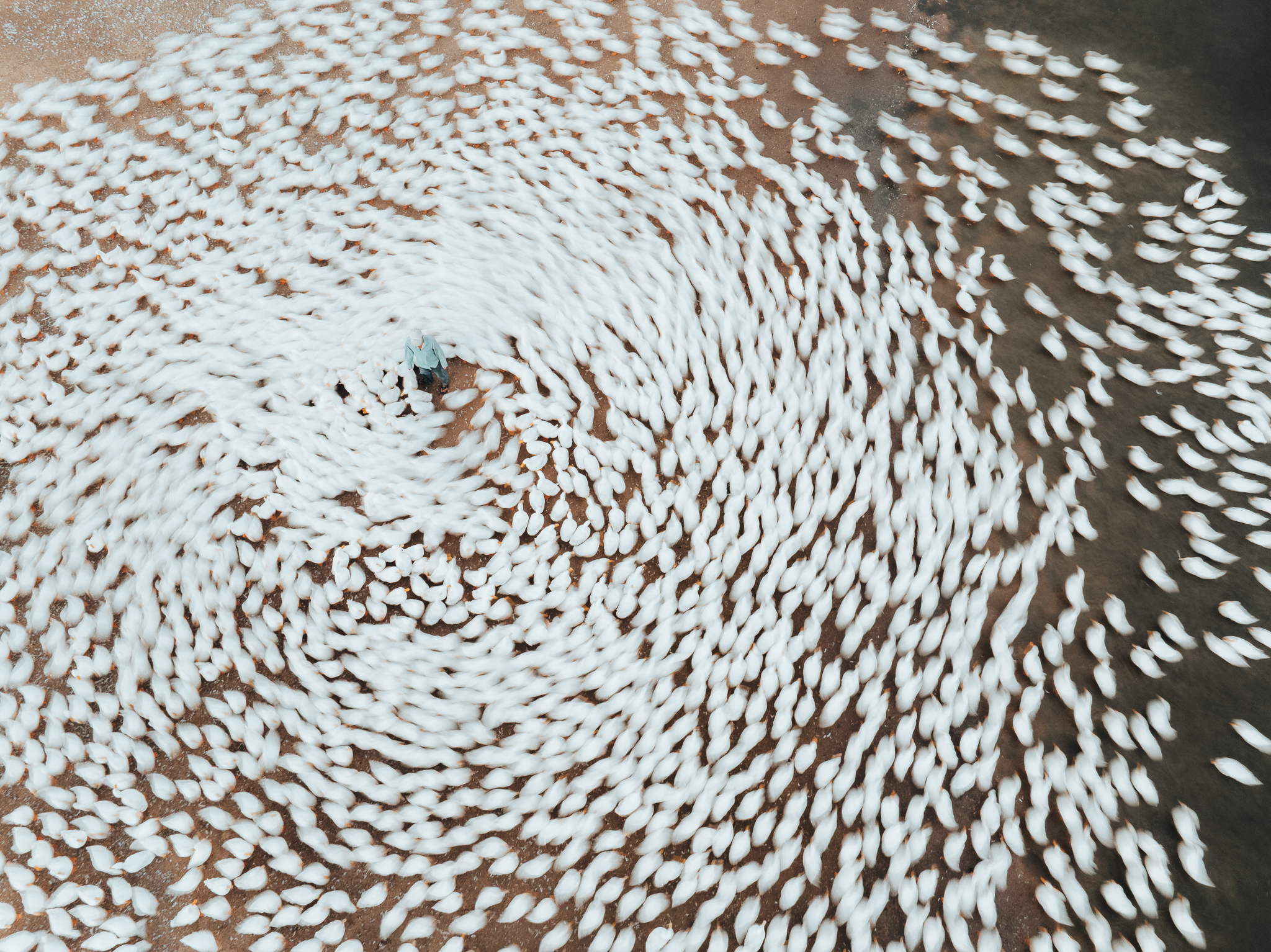 Goc may tren cao the hien ro nhung hoat dong cua dan vit, tuong tac cung chu chan nuoi.