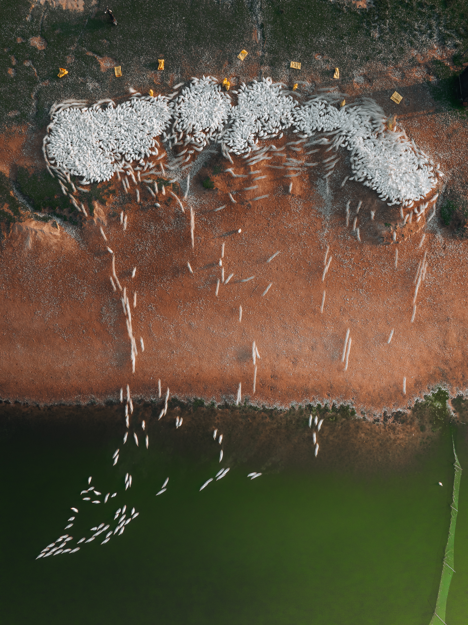 Chuyen dong cua dan vit qua cac chup cua nhiep anh gia bat khoanh khac song dong.