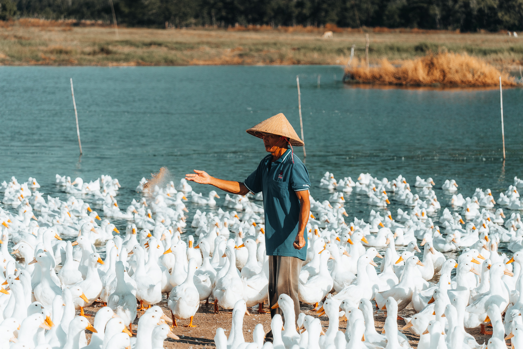 Ong Thanh Hai cho biet, hien dan vit nay nuoi da 3 thang toi thang thu 5 se thu hoach trung.