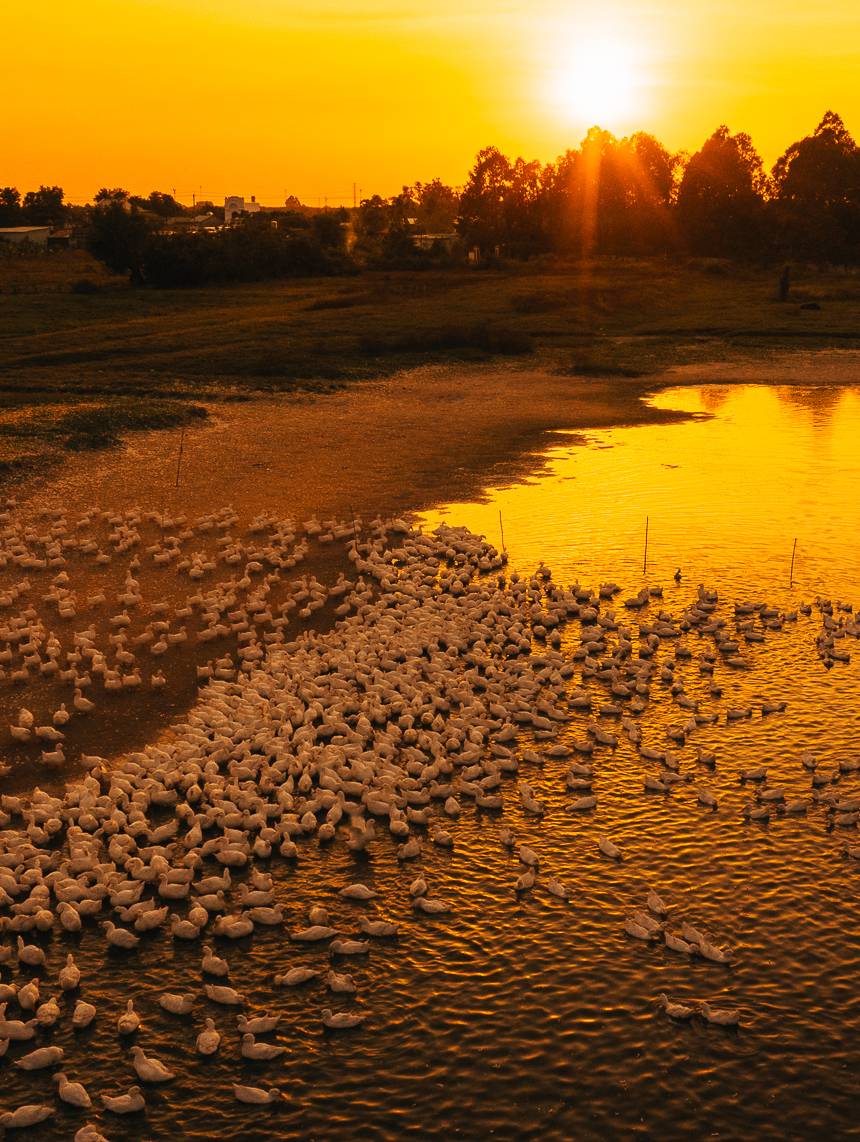 Cang ve chieu nang cang dam mau, to diem cho khung canh chan tha vit them ruc ro.