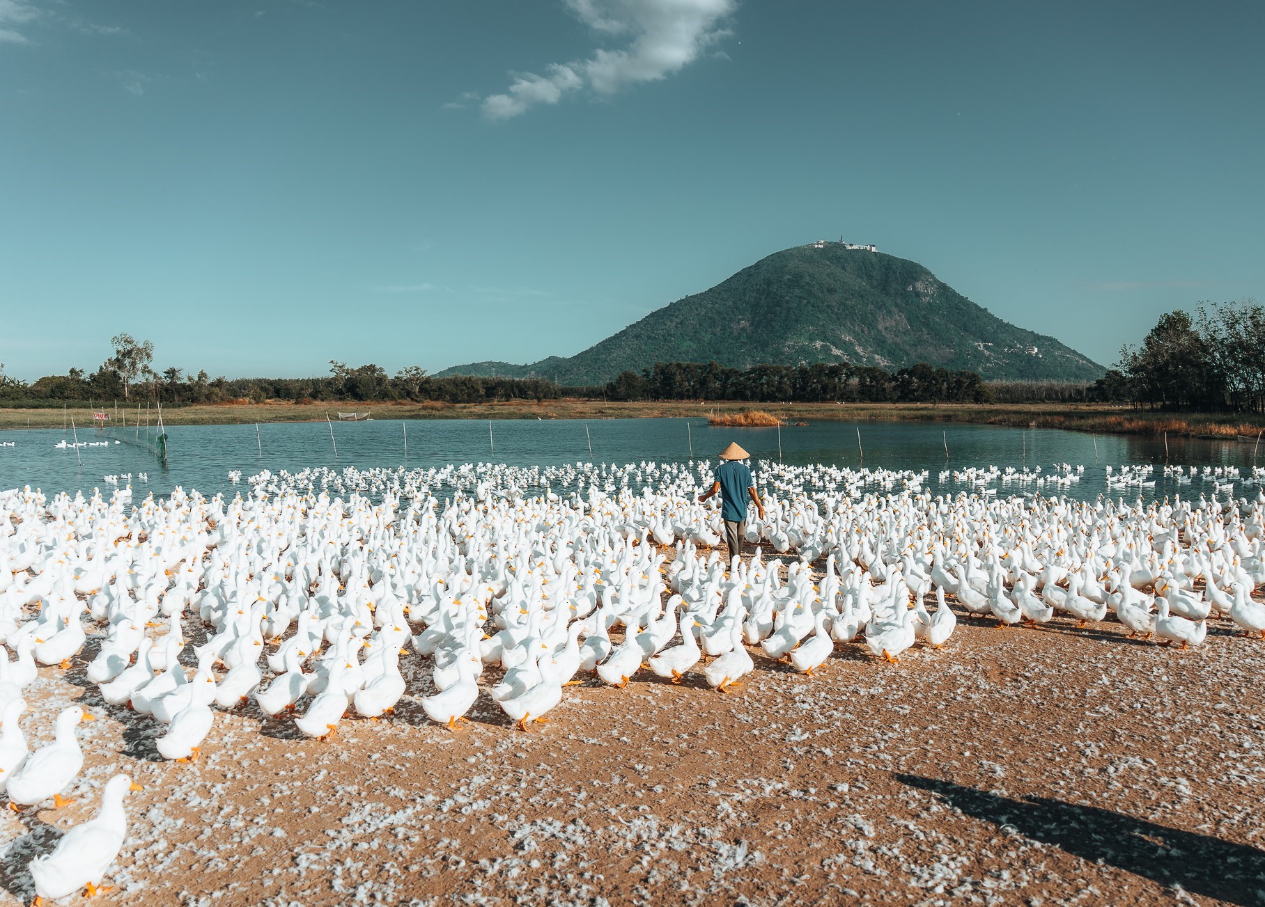 Dan vit duoc chan tha gan nui Ba Den, khung canh rong khap ve thien nhien bao quanh khu nuoi vit cung tro thanh diem nhan cho nhung buc anh cua nhiep anh gia Vu Khoa.
