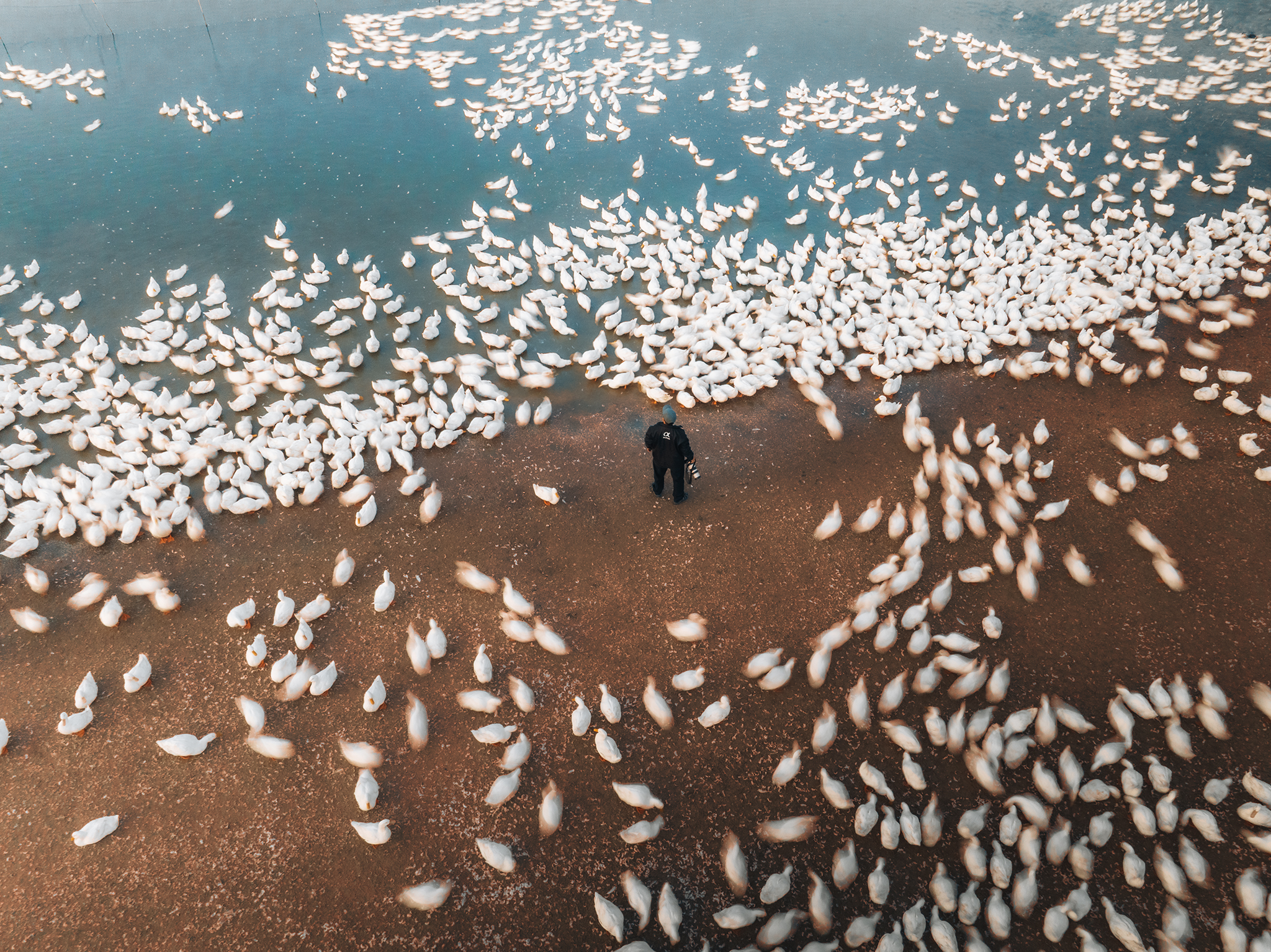Dan vit hang nghin con long trang phau bong tro thanh nhung nhan vat de anh Vu Khoa cung nhieu tay may khac hieu ky, thu suc sang tac nhiep anh.