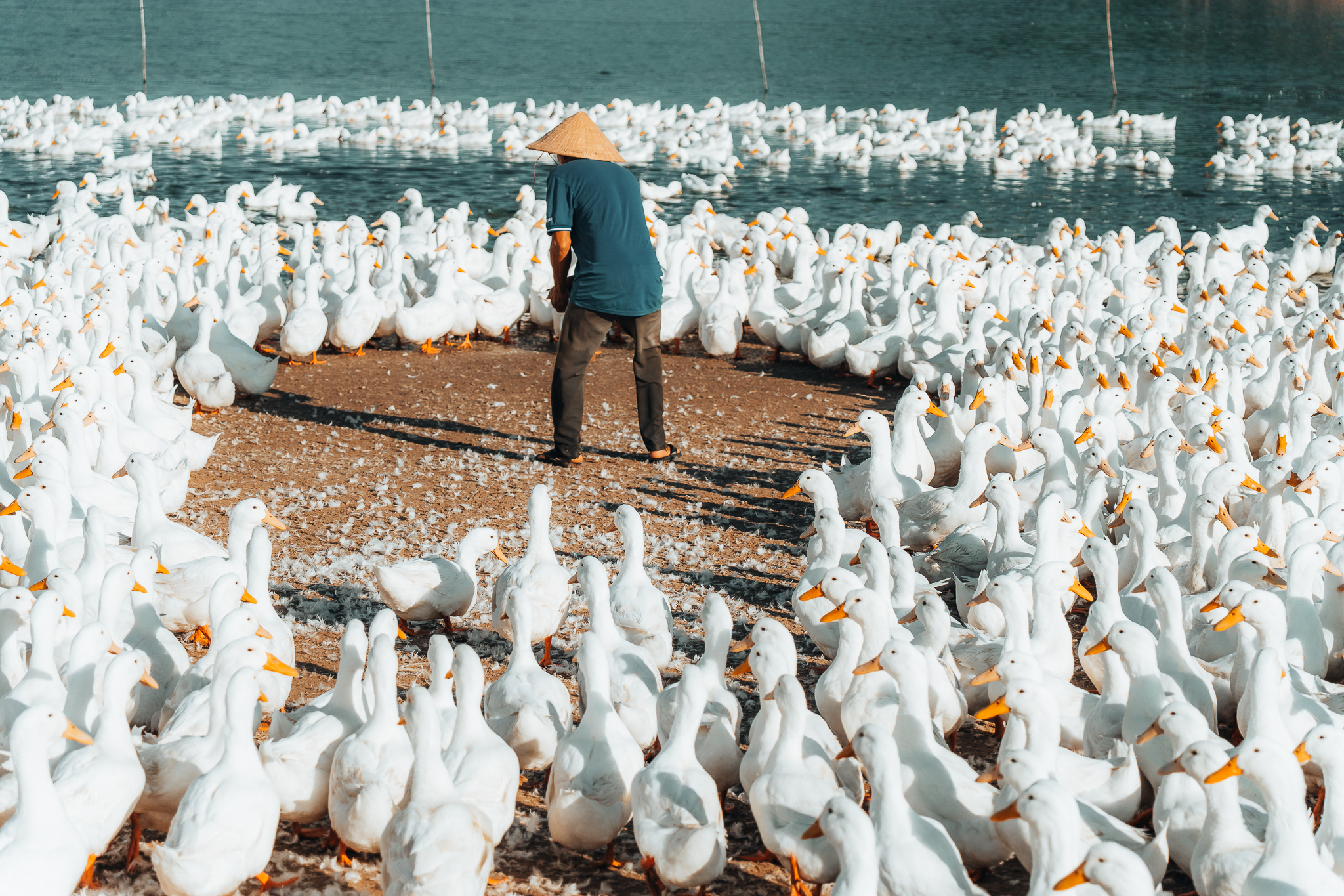 Ong Thanh Hai cho biet, hien dan vit nay nuoi da 3 thang toi thang thu 5 se thu hoach trung.