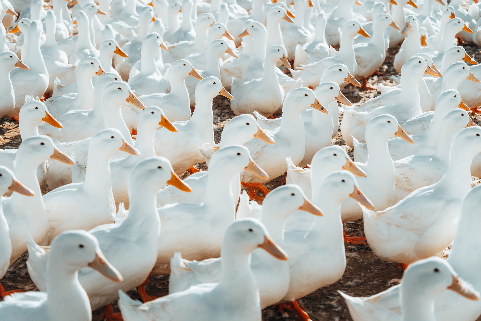 Nhieu nguoi xem anh ngac nhien vi mot dan vit o Tay Ninh co the trang deu tam tap, dep va song dong nhu vay.