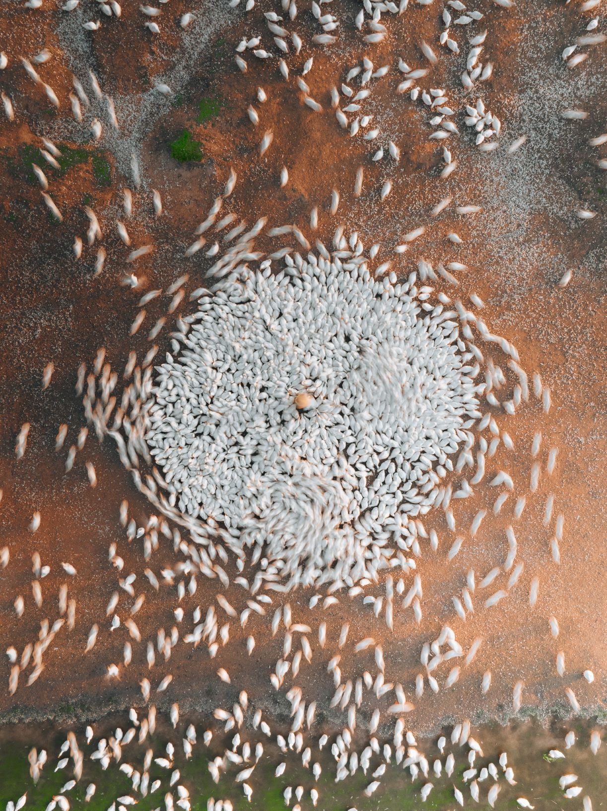 “Dan vit chuyen dong lien tuc, trang xoa nhu nhung mang sang lan tren nen chieu yen ang. Moi lan bam may, Khoa lai co cam giac minh dang gom nhat tung manh nho cua su binh yen – thu ma lau roi giua nhip song voi va minh it khi cham toi, vua xa xoi vua gan gui“, nhiep anh gia Sai Gon chia se.