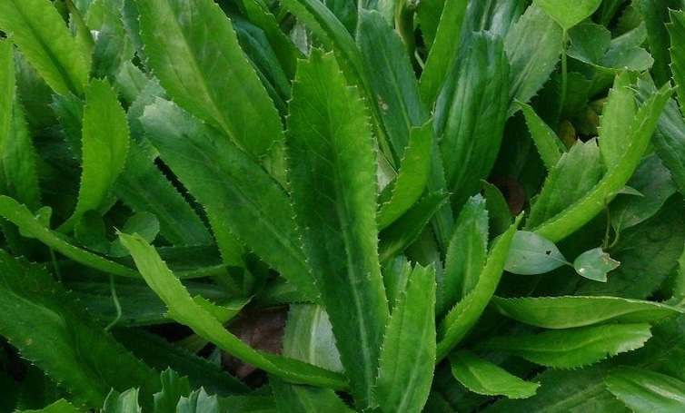 Scented leaves support detoxification, help lower cholesterol, reduce blood fat. Photo: Kieu Vu