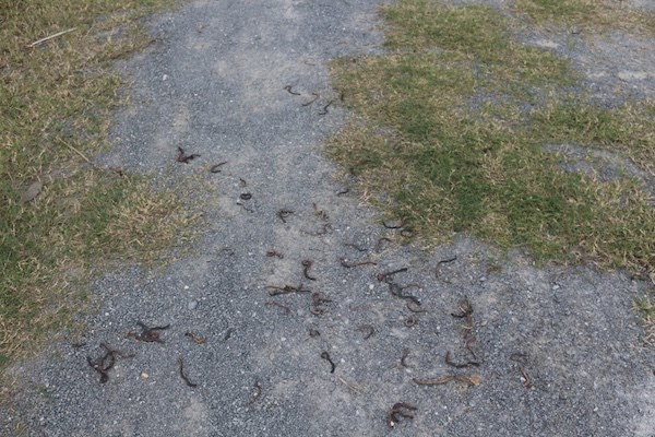 Earthworms crawled to the ground and died in Quang Tri. Photo: Xuan Hai