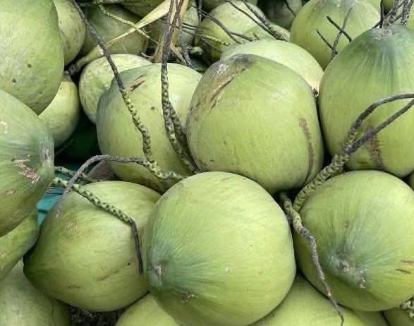 Workers in stressed jobs can use pure fresh coconut water to help lower blood pressure when necessary. Photo: Kieu Vu
