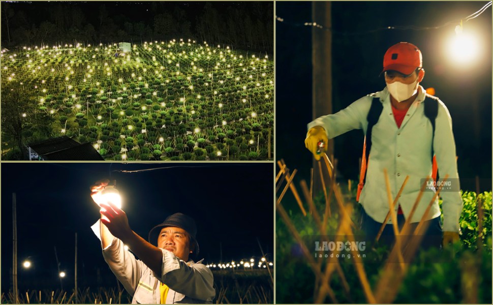 After the storm and flood, chrysanthemum growers in Kien Long village (Binh An commune) are trying to save the Tet flower crop. Photo: Hoai Phuong