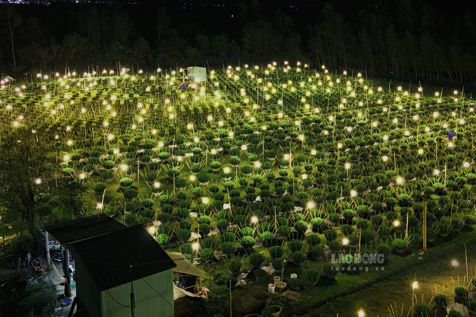 Lang cuc thon Kien Long co khoang 10ha trong cuc Tet. Anh: Hoai Phuong