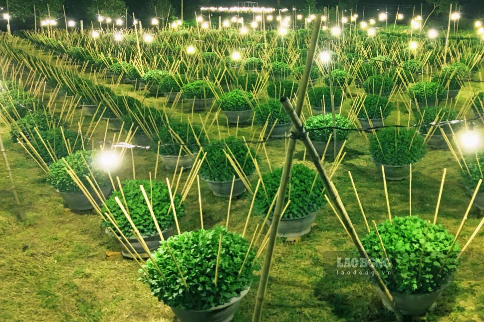 Vuon cuc xanh tro lai sau chuoi nay dap nat do bao. Anh: Hoai Phuong