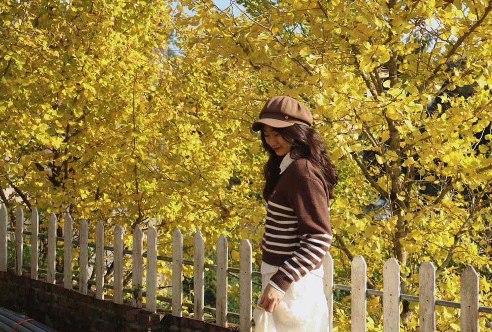 Cây ngân hạnh ở Sa Pa. 