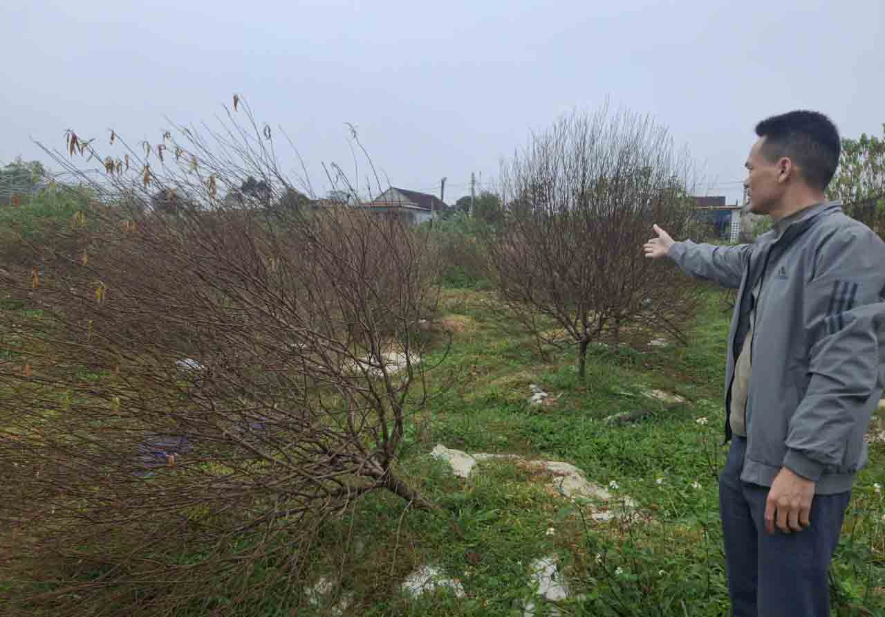 Ha Tinh papaya trees died en masse before Tet, many farmers are at risk of losing everything. Photo: Quang Duong.
