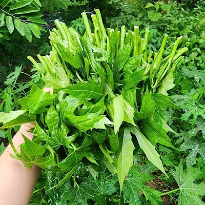主な野菜は肝臓を解毒し、骨や関節に良い効果があります。写真:Nguyen Phuong.