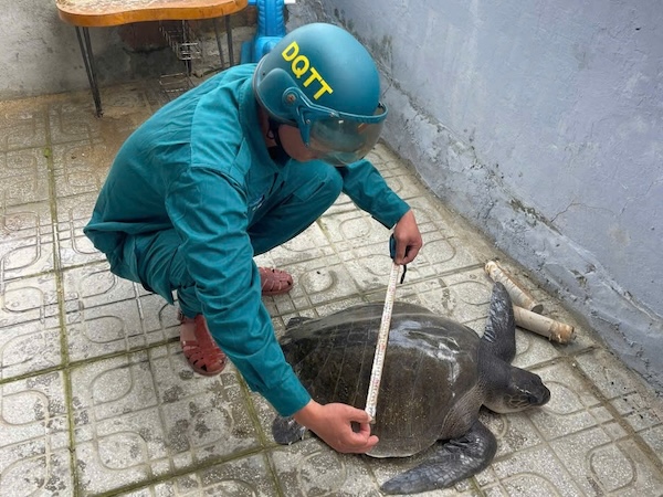A fisherman in Da Nang has discovered a rare pineapple hill caught in a net. Photo: Quang Phu Ward Military Command