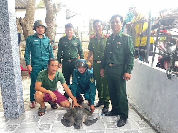 Cá thể đồi mồi dứa nặng khoảng 17kg. Ảnh: CHQS phường Quảng Phú