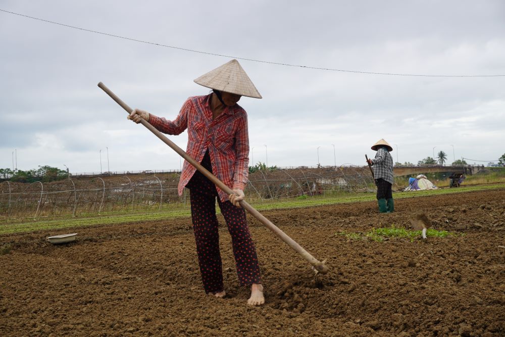 Empty-handed after the flood, Da Nang farmers re-sowed vegetables and raced for Tet. Photo: Tran Thi