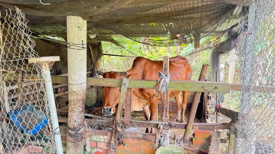 Ong Nguyen Thanh Xuan, xa Long Ho, cham soc con bo moi mua, tang thu nhap tu tien con trai di lam viec nuoc ngoai gui ve. Anh: Hoang Loc