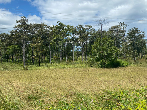 Rung khop khu vuc bien gioi tinh Gia Lai. Anh: Thanh Tuan