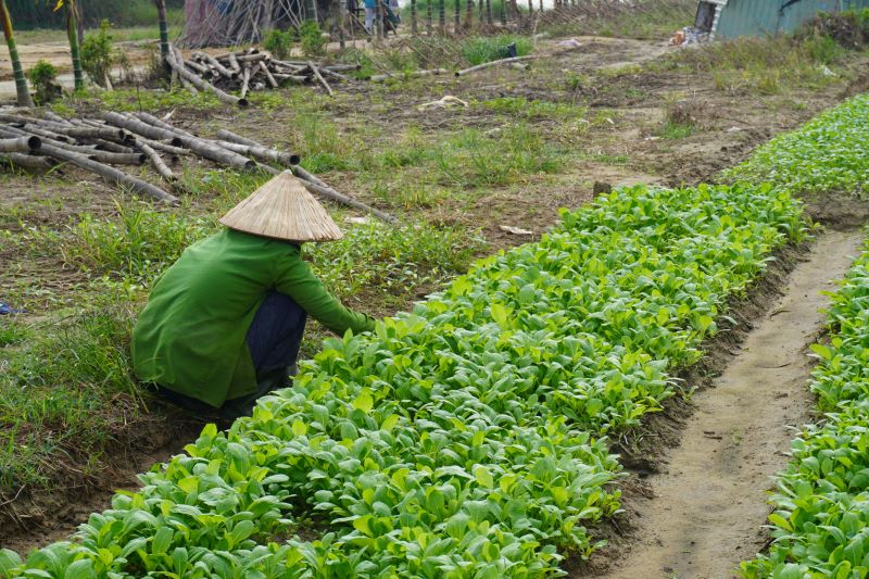  Phu xanh nhung vuon rau tro trui tai Da Nang, gieo lai hy vong mua Tet. Anh: Tran Thi
