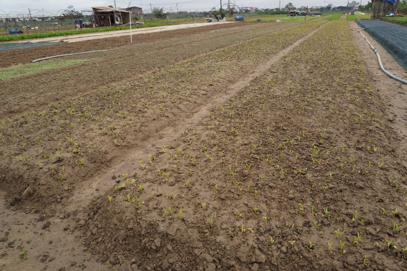 Ba Tran Thi Chien - Nong dan vuon rau La Huong co gang xoi dat den trua muon vi so troi mua. Anh: Tran Thi