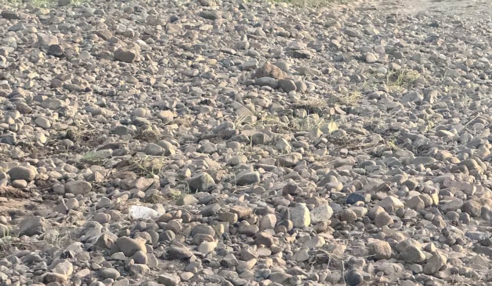 Da theo nuoc lu vui lap dien tich rong trong khu dat trong cay cua nguoi dan. Anh: Duy Tuan 