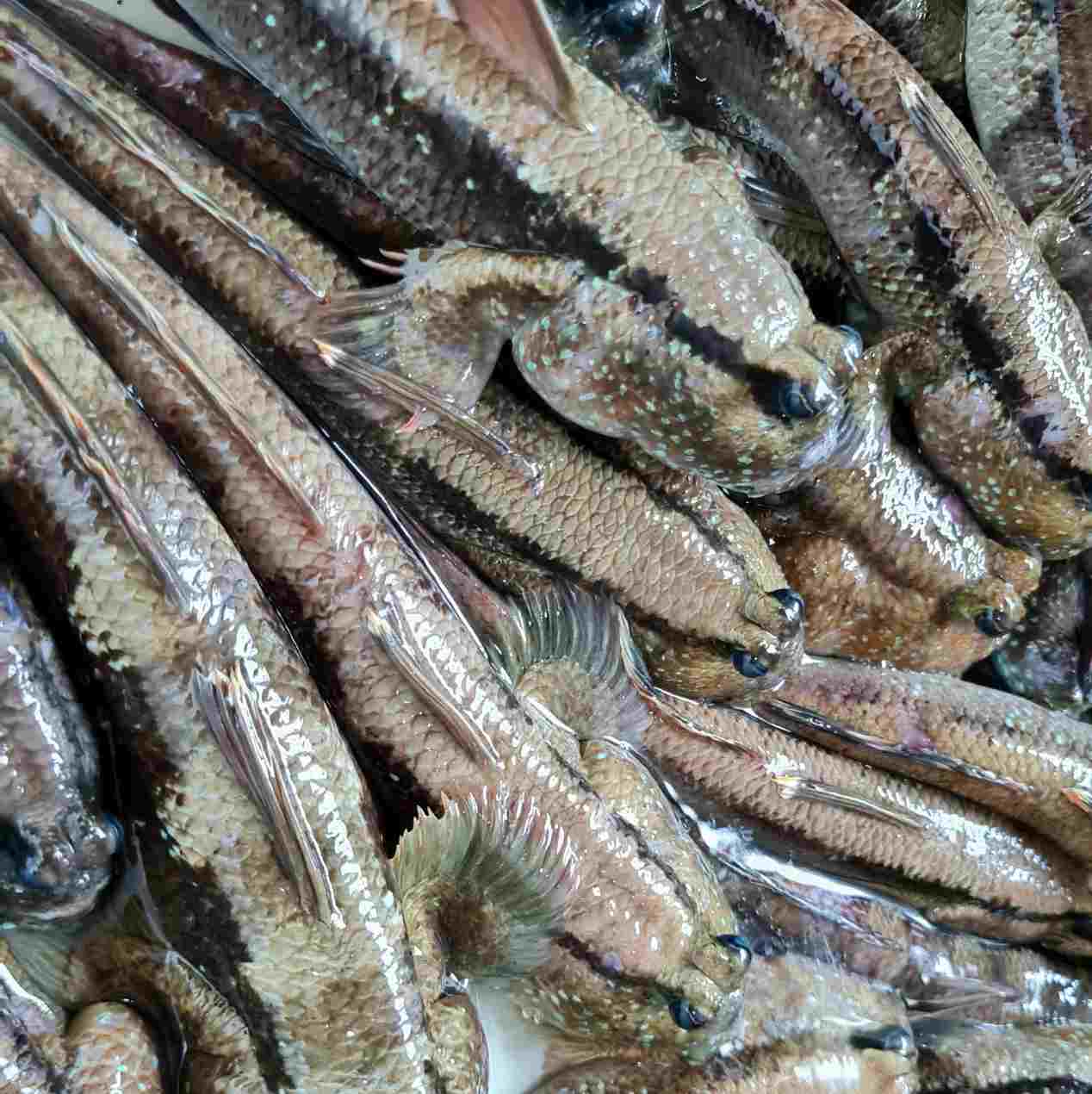 Ca thoi loi mot dac san cua Ca Mau song duoi tan rung ngap man. Anh: Nhat Ho