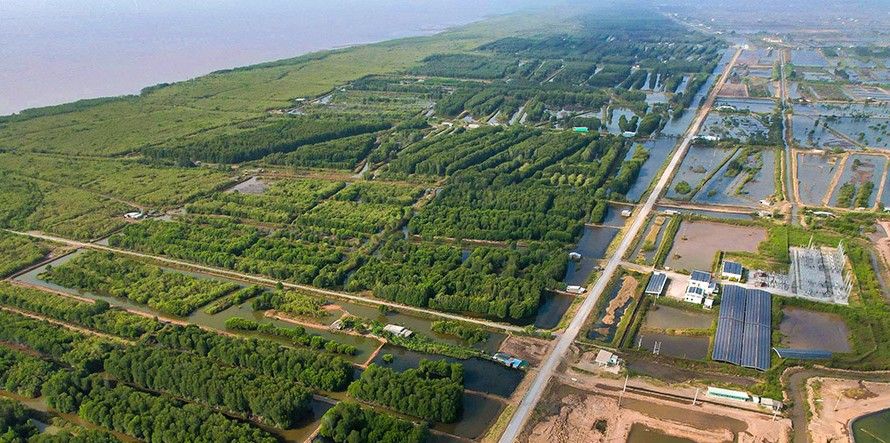 Vat rung ngap man ven bien thuoc xa Vinh Hau, tinh Ca Mau. Anh:Nhat Ho