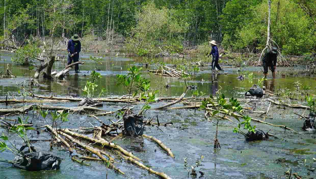 Trong rung tai khu vuc xa Vinh Hau, tinh Ca Mau. Anh: Nhat Ho
