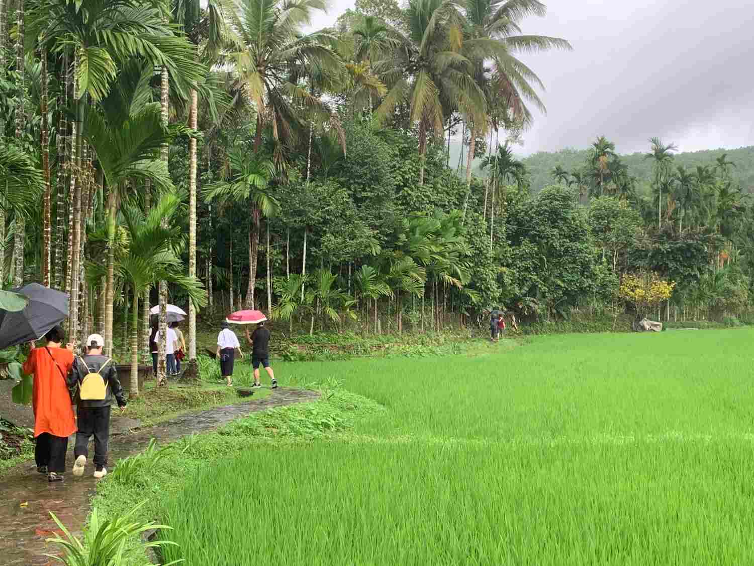 Nhung canh dong chen nui, nhung vuon cay trai sum sue o Tien Phuoc rat hap dan du khach. Anh: Quynh Chau