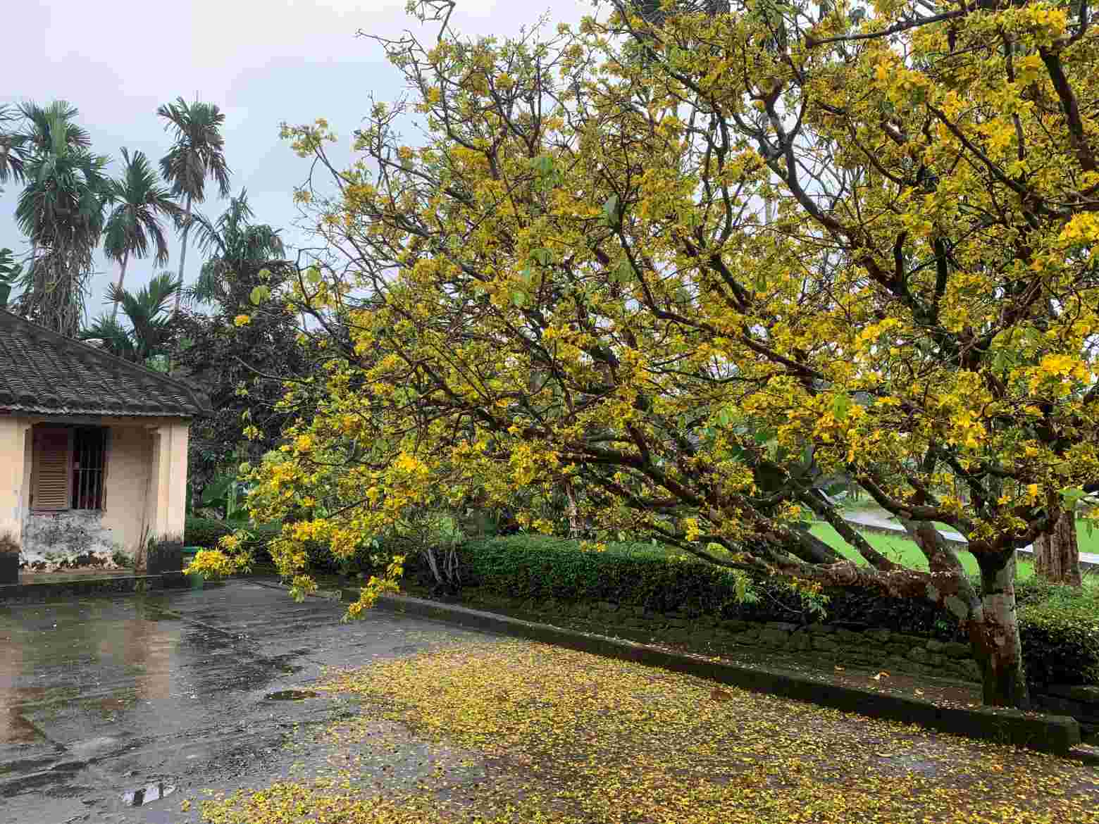 Nhung ngo da quanh co hay cac coi mai gia cung la nhung san pham rieng co cua vung que Tien Phuoc, Da Nang. Anh: Quynh Chau