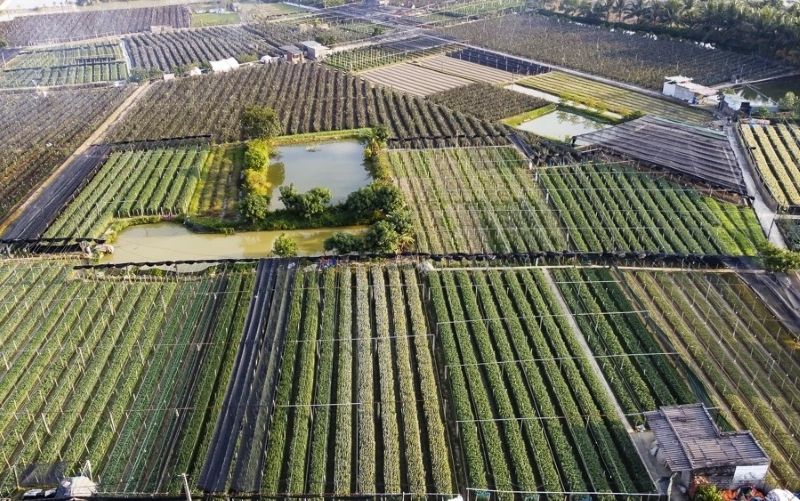 Lang hoa Dong Cuong duoc xem la vua hoa lon nhat xu Thanh. Anh: Quach Du