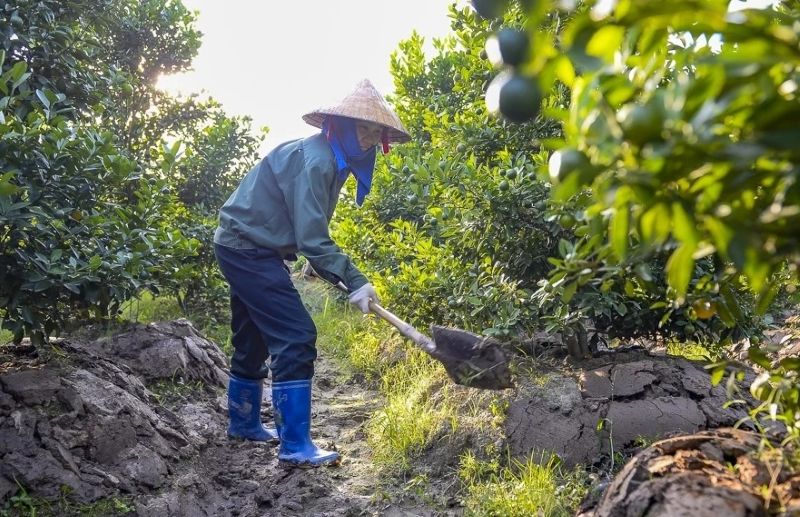 Nguoi dan lang quat o xa Hop Tien, tinh Thanh Hoa tat bat cham soc cay. Anh: Quach Du