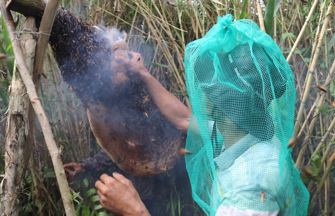 Tan mat nhin thay nguoi dan lay to ong rung U Minh Ha, Ca Mau. Anh: Nhat Ho