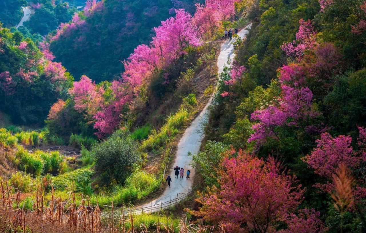 Wild peach blossoms are called "dense peach blossoms" by the H'Mong people. Photo: Van Duc.